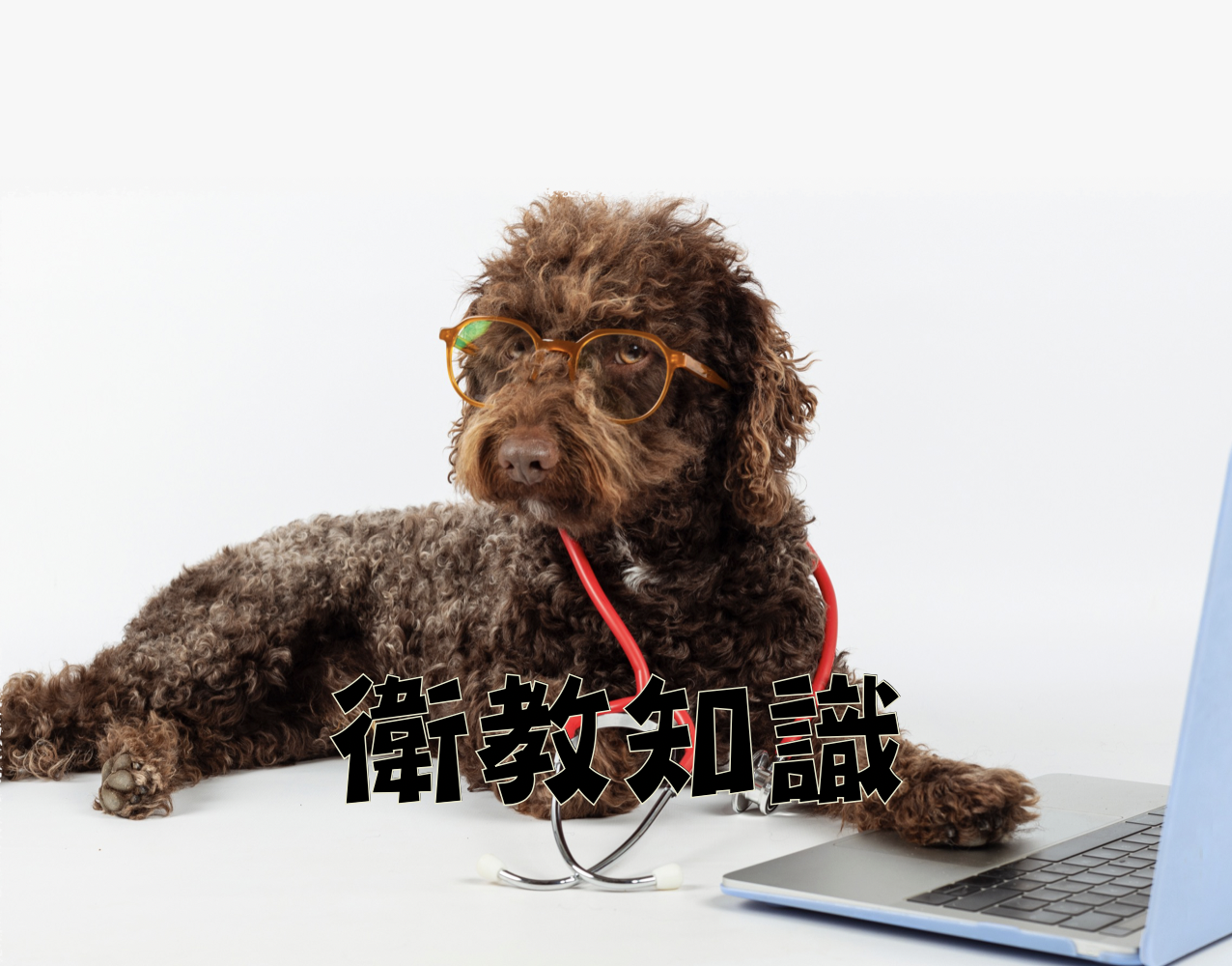 毛孩夏日寄生蟲預防照顧